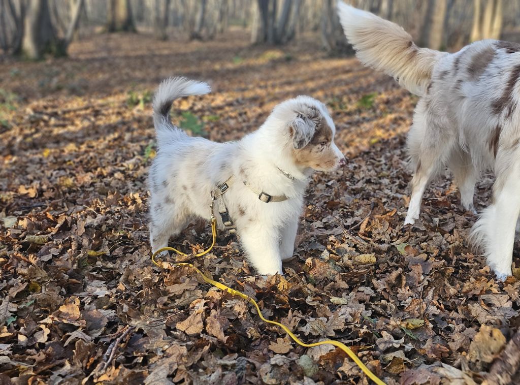 Vivid white sage of the Hazy Hazel Wood