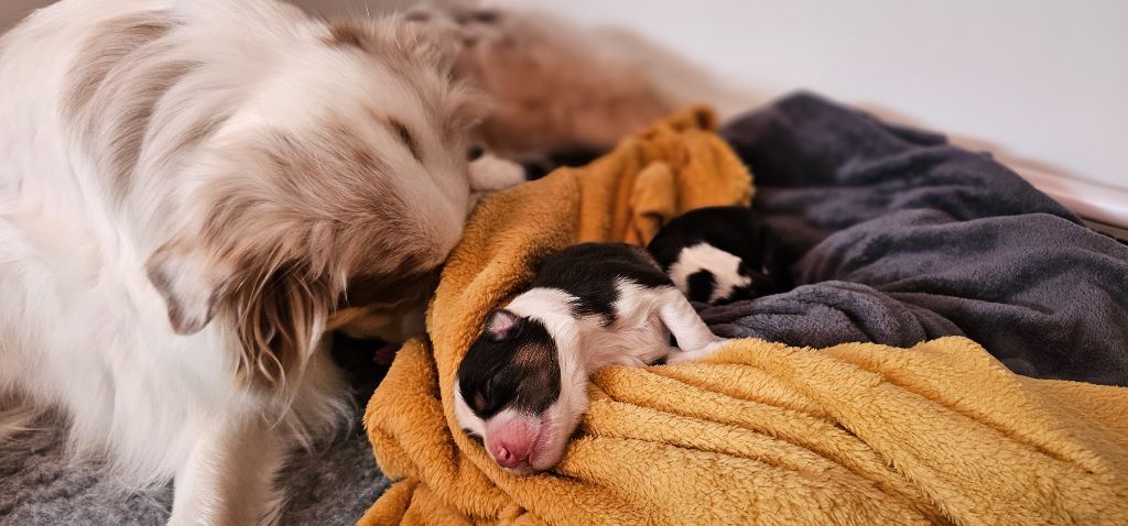 chiot Berger Australien of the Hazy Hazel Wood